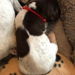 Boy 2 - German Shorthaired Pointer puppy in Fairmont, Minnesota from FairHill GSP’s