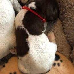 Boy 2 - German Shorthaired Pointer puppy in Fairmont, Minnesota from FairHill GSP’s