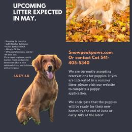 Golden Retriever puppies from SnowPeakPaws