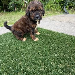Boy 6 - Tri-color male Bernedoodle puppy in Captain Cook, Hawaii from Big Island Goldendoodles