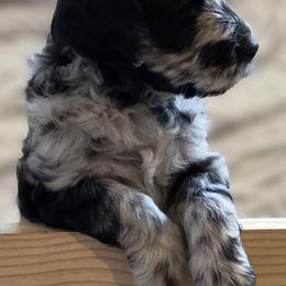 Goldendoodle Puppies from Bianca Bleu Goldendoodles