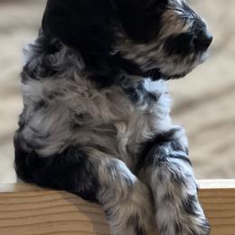 Goldendoodle Puppies from Bianca Bleu Goldendoodles