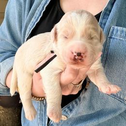 Flex - Red male Bernedoodle puppy in Denver, Pennsylvania from Greenview Puppies