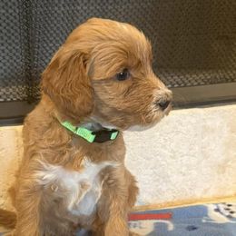 Goldendoodles from Maggnificent Doodles