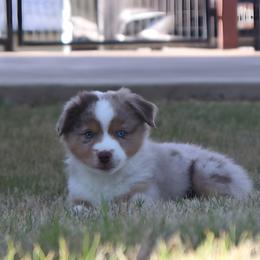 Roma - Red merle female Australian Shepherd puppy in Weatherford, Texas from Ridgestar Aussies