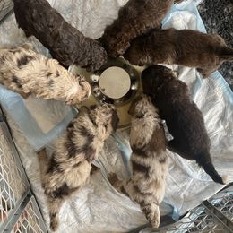 Aussiedoodle Puppies from Gore Doodle Ranch