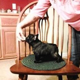 French Bulldog Puppies from Suirac French Bulldogs