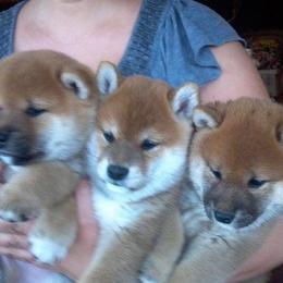 Roki Yama Shibas breeder of 