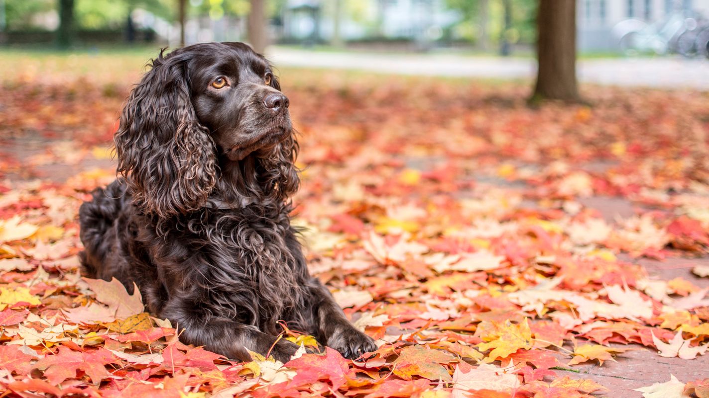 Boykin Spaniel