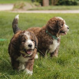 Bernedoodle Puppies from Bernedoodles of the Ozarks