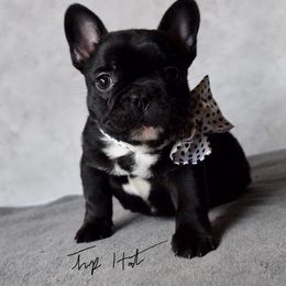 French Bulldog Puppies from Top Hat Ranch