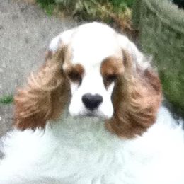 Bree - Cocker Spaniel