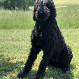 Theo - Labradoodle