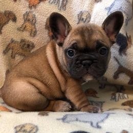 English Bulldog and French Bulldog Puppies from BB's Bulldogs