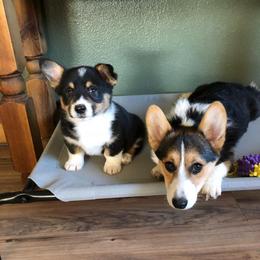 Pembroke Welsh Corgi Puppies from Rocking LJ Breeding