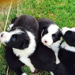 Border Collie Puppies from Flat Rock Border Collies