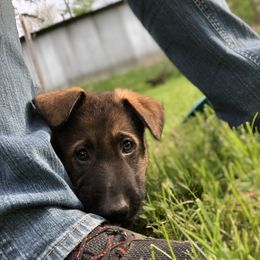 German Shepherd Puppies from Stacey’s German Shepherds