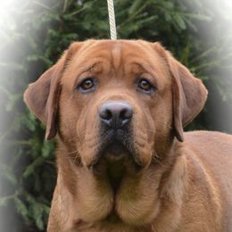 Labrador Retriever adult dog