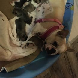 Piper - French Bulldog