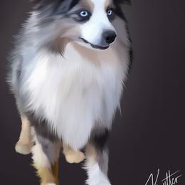 Kutter - Toy Australian Shepherd