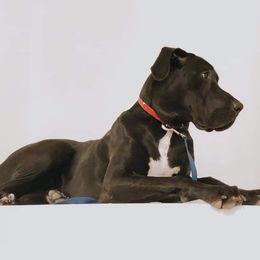 Great Dane Puppies from Dynamic Danes