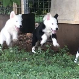 Bloodhound and Border Collie Puppies from Whisenhunt Farms Border Collies