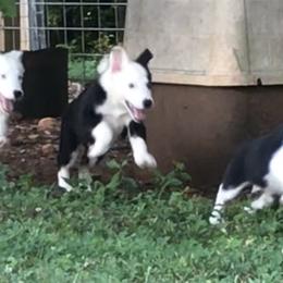 Bloodhound and Border Collie Puppies from Whisenhunt Farms Border Collies
