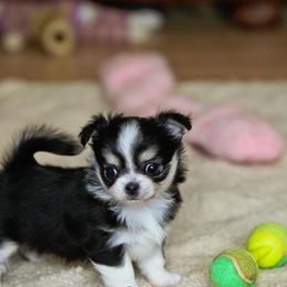 Chihuahua Puppies from Toyville Chihuahuas