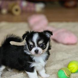 Chihuahua Puppies from Toyville Chihuahuas