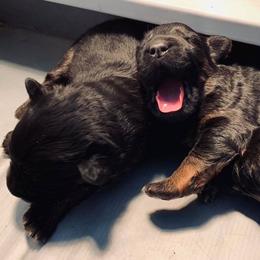 German Shepherd Puppies from Lost Creek German Shepherds LLC