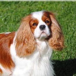 Dallas - Cavalier King Charles Spaniel