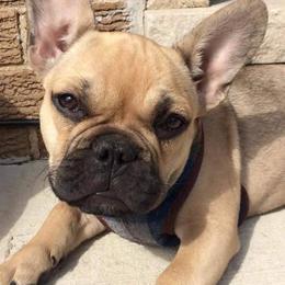 French Bulldog Puppies from Sproull's Fabulous French Bulldogs of Howell Michigan