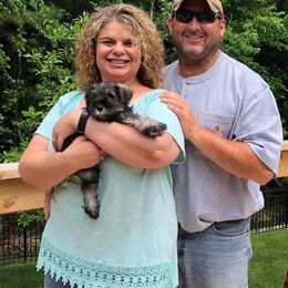 Miniature Schnauzer Puppies from Daniels Mini Schnauzers