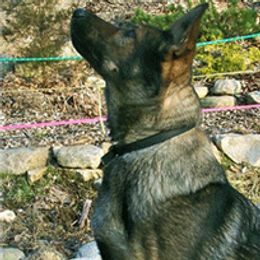 Clara - German Shepherd