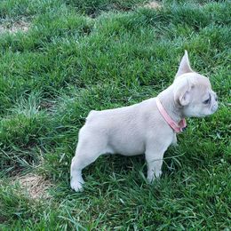 French Bulldog Puppies from Emerald City Blue Frenchies