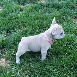 French Bulldog Puppies from Emerald City Blue Frenchies