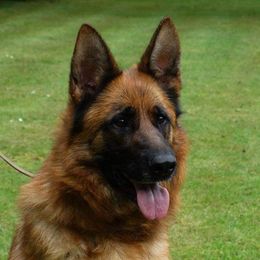 Hexe - German Shepherd