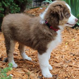 Miniature Australian Shepherd Puppies from Free Spirit Ranch