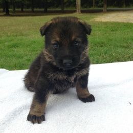 German Shepherd Puppies from Cross Keys K9 Working Line German Shepherds