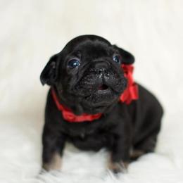 French Bulldog and Pembroke Welsh Corgi Puppies from Laurel Canyon Kennels