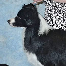 Retro - Border Collie