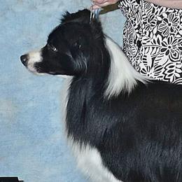 Retro - Border Collie