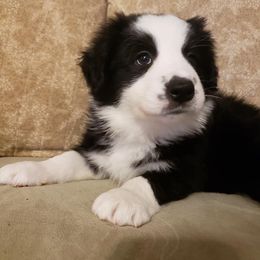 Border Collie Puppies from J & S Borders