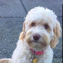 Ohana - Australian Labradoodle