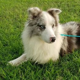 Braxton - Border Collie