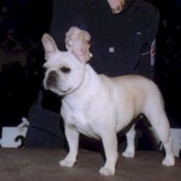 Honey - French Bulldog