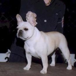Honey - French Bulldog