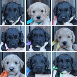 Cherry Lane Labradoodles breeder of 