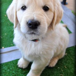 Dewbury Dream Goldens  breeder of Golden Retriever