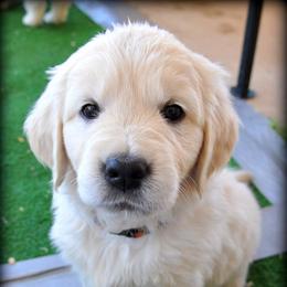 Dewbury Dream Goldens  breeder of Golden Retriever